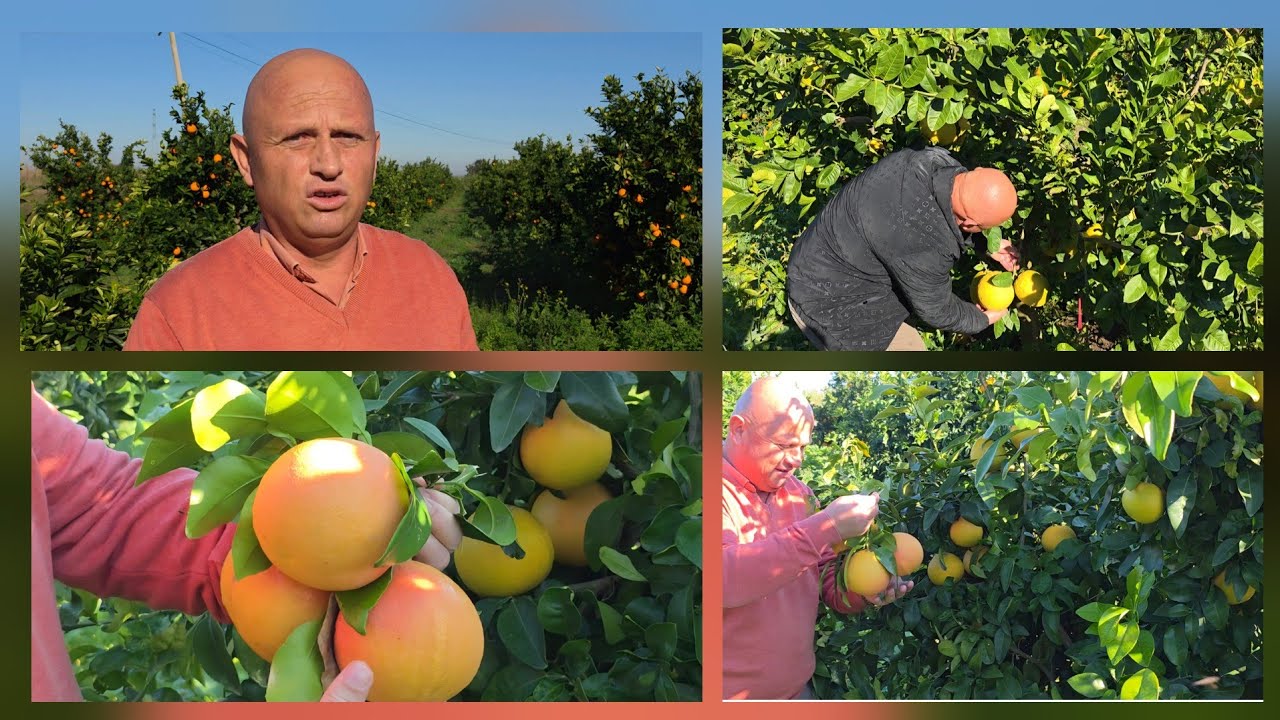 Radostina që prodhon ar! 🍊600 rrënjë, 40 ton shije – firma Kadri Fasko