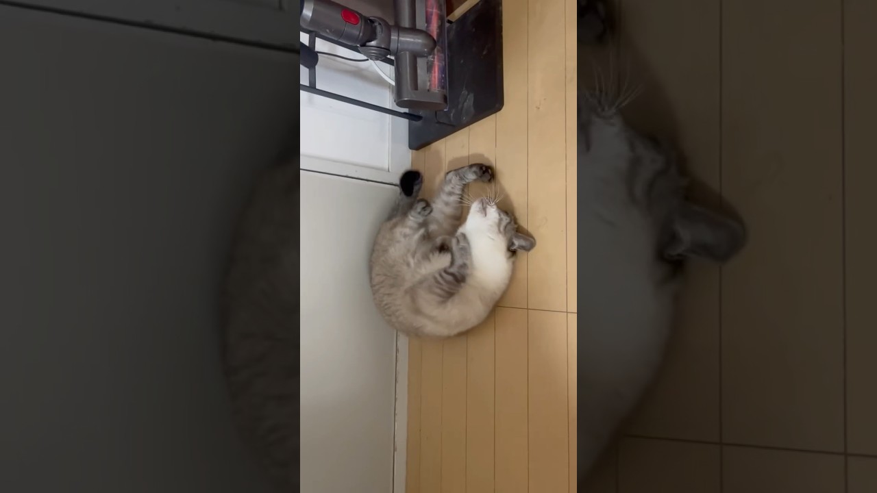 くるくる回る！猫の連続でんぐり返しA Cat Rolling Over Again and Again    