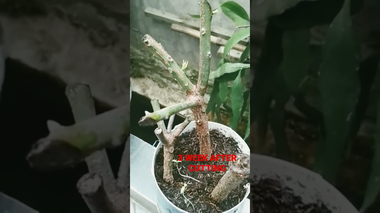 Stek mangga setelah 3 minggu