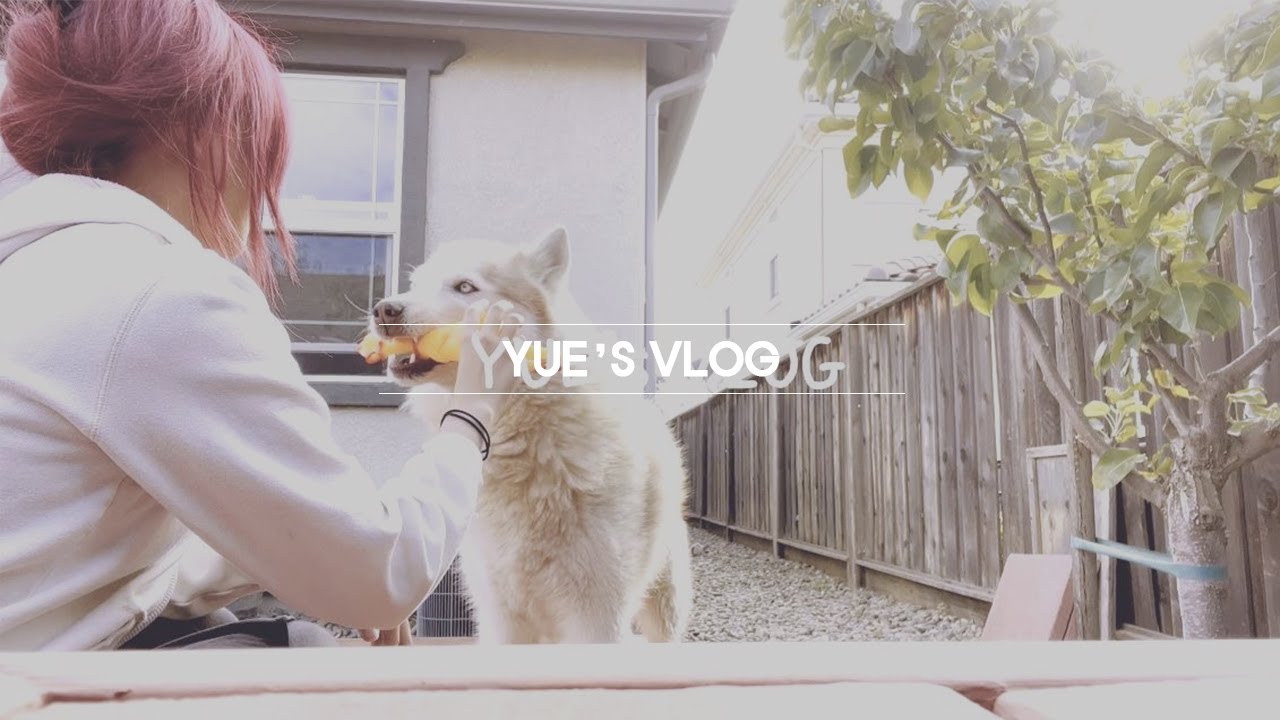 [VLOG] EP.4 YUE | 짱강아지🐶 스벤과 함께하는 휴가 브이로그