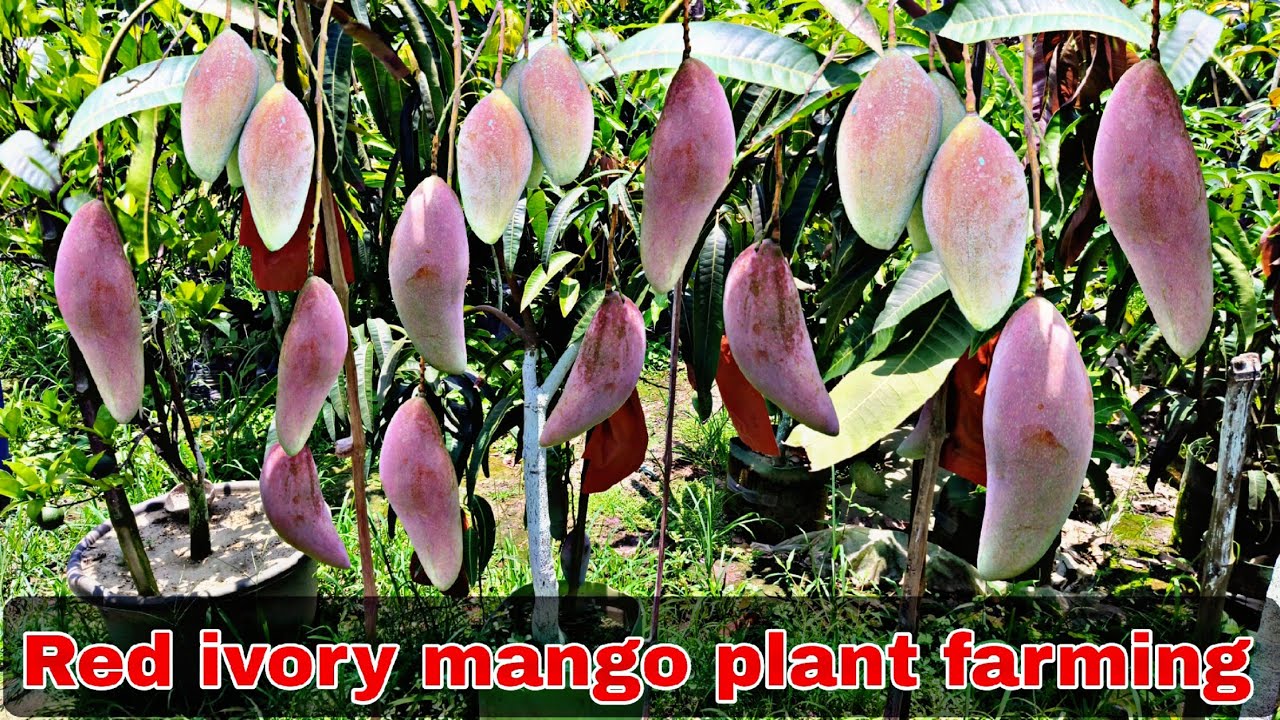 Red ivory mango plant available contact number ☎️8597228859🌱🌱#youtubeshorts #trending #plants