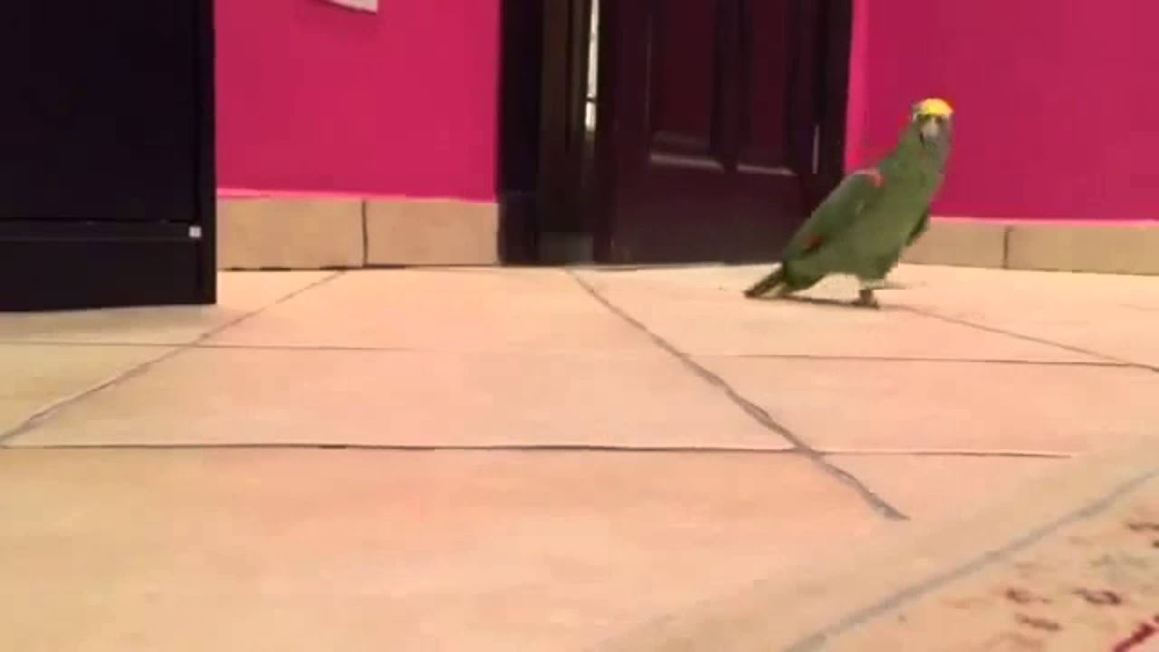 Loro se rie de forma maligna tras ser liberado