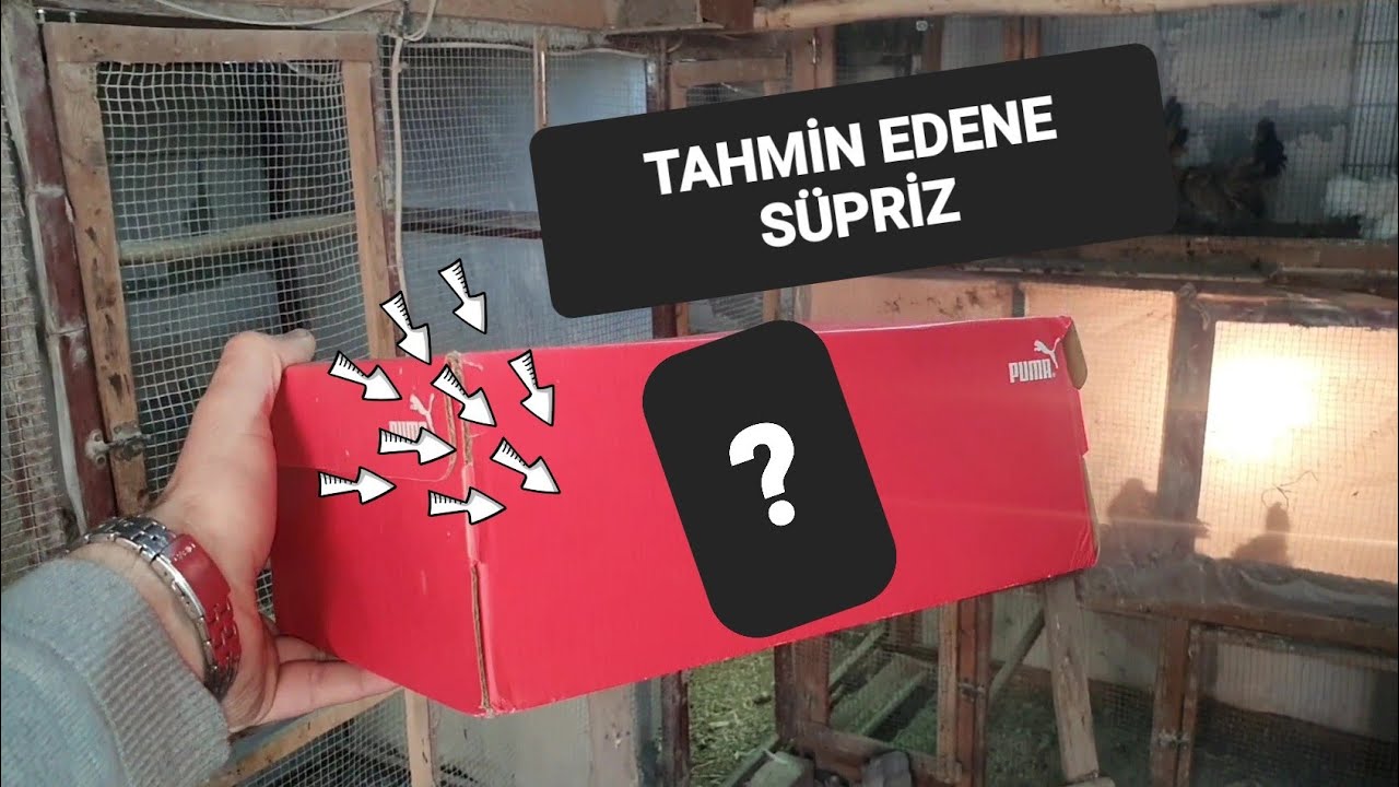 KÜMESE EFSANE BİR HAYVAN GELDİ 
