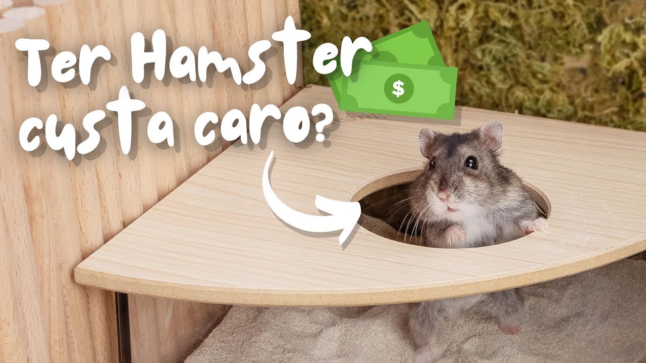 Ter hamster custa caro? Quanto pode variar o gasto inicial e contínuo + dicas para economizar 🤑🐹