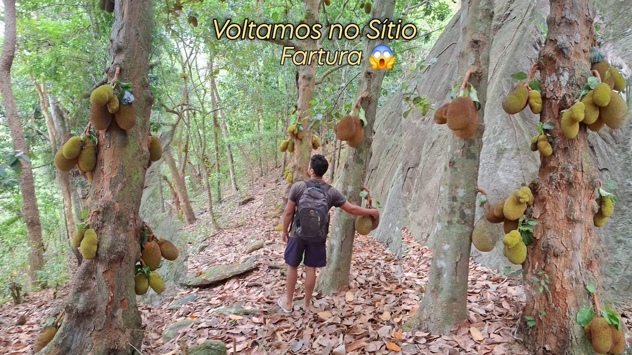 Incrível, um grande Sítio com muita fartura de frutíferas no interior da paraíba #sitio 