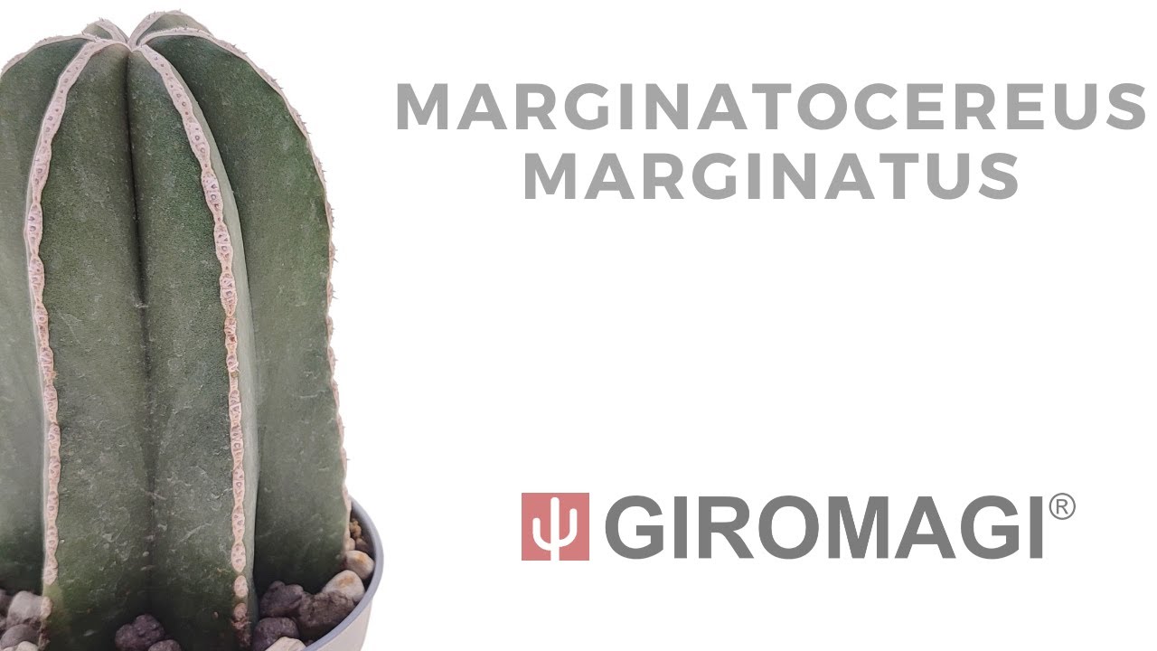 Marginatocereus marginatus