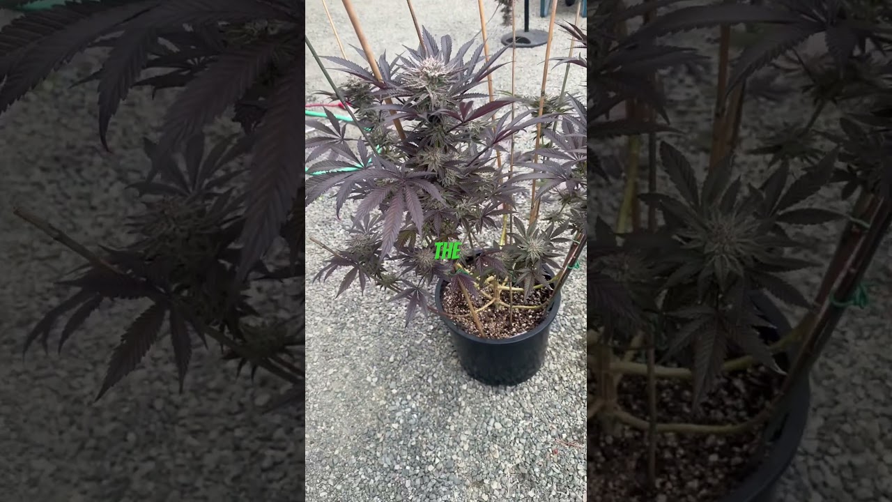 Humboldt Seed Company- Blueberry Muffin. Outdoors Washington state. Flipped into flower June 20th.