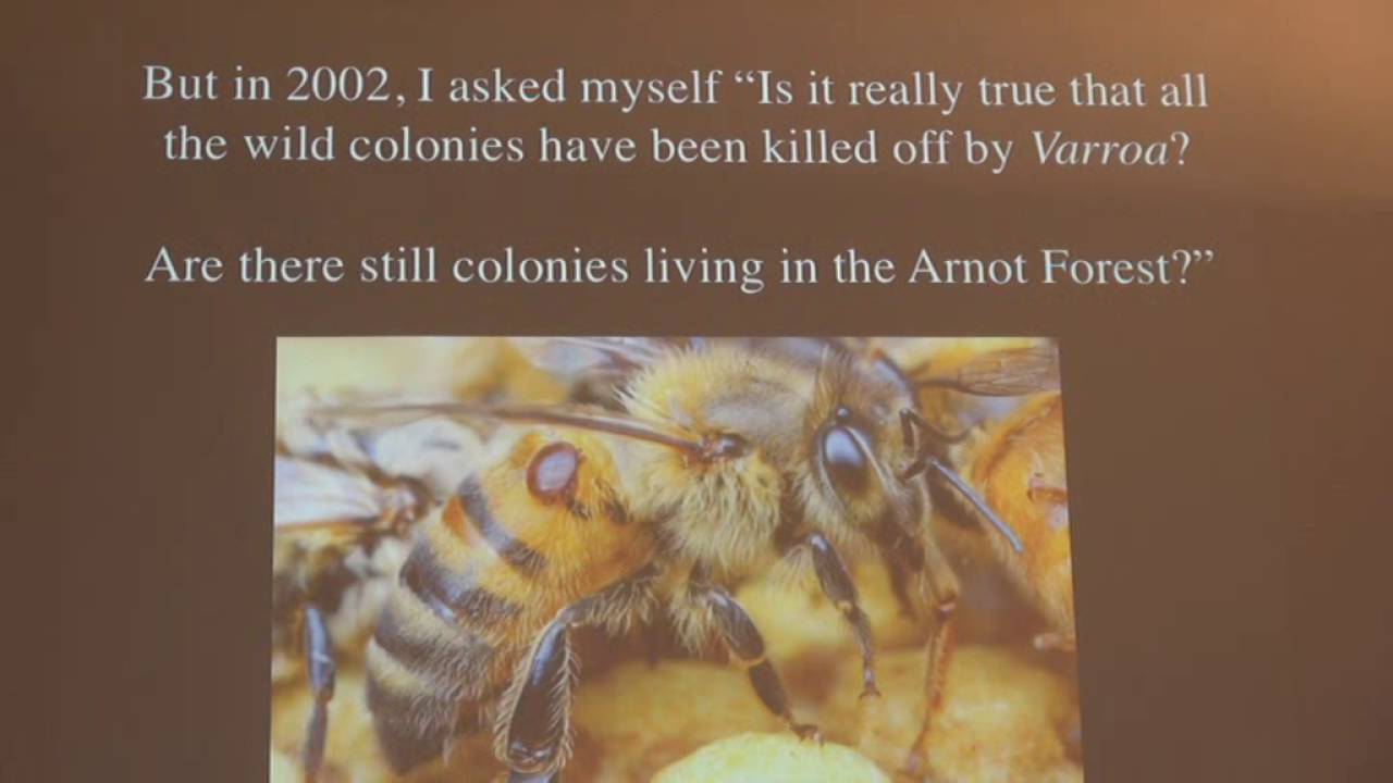 Honningbiens overlevelse i naturen.