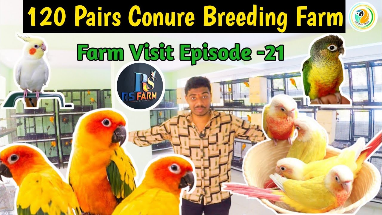 120 🦜Pairs Conure Breeding Farm|Biggest Birds😎 Farm in Bangalore|ಕನ್ನಡದಲ್ಲಿ |R S Birds Farm|