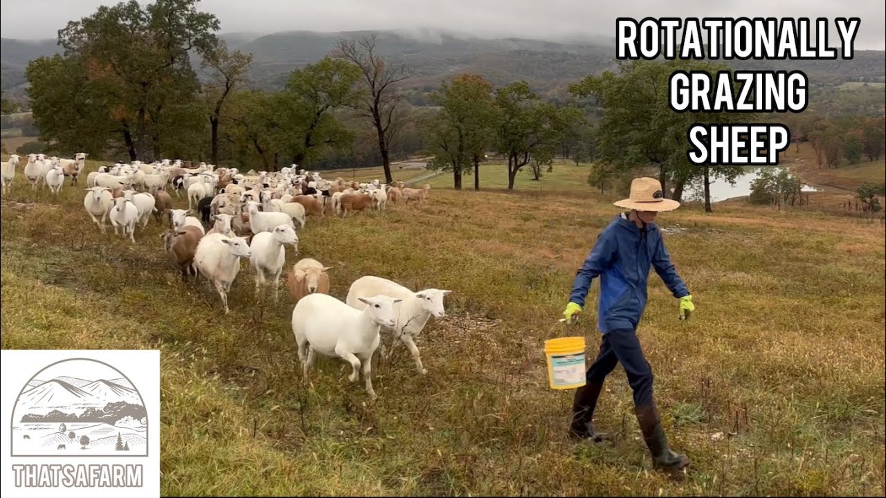 Rotationally Grazing Hair Sheep