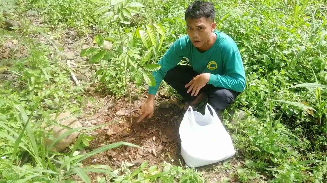 PAANO MAG LAGAY NG ABONO  SA PUNO NG RAMBUTAN / HOW TO FERTILIZE A RAMBUTAN TREE