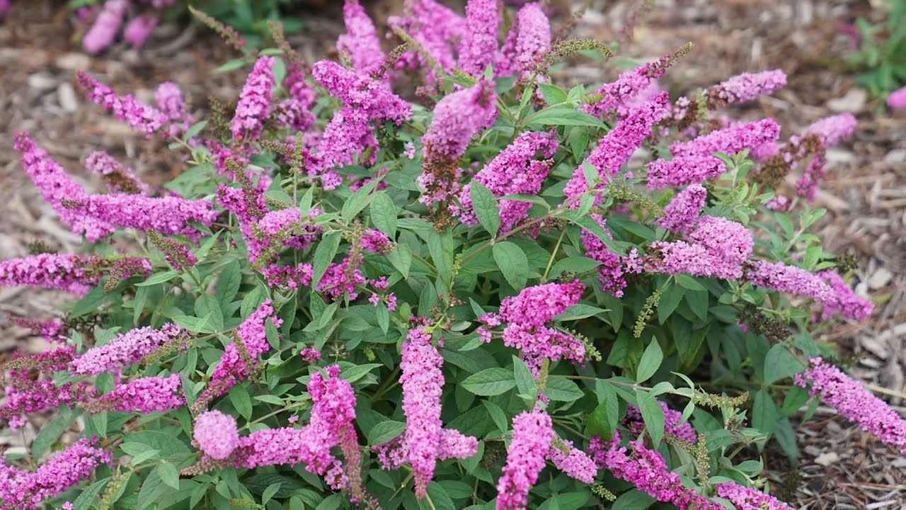 30 seconds with Proven Winners&reg; Buddleja Chip&reg; Pink Micro Chip&reg; (EU)