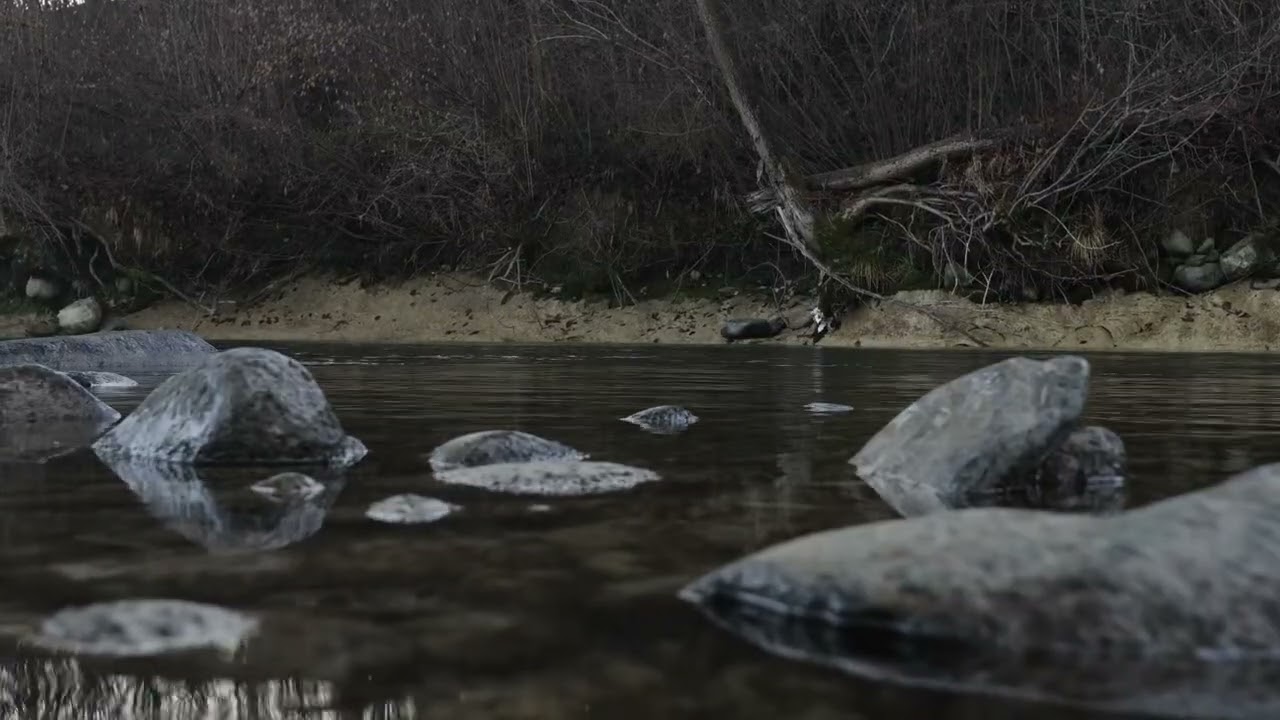 10 Hour River Sounds for Sleep - Gentle Water Flow & Nature Ambience | Stress Relief & Meditation