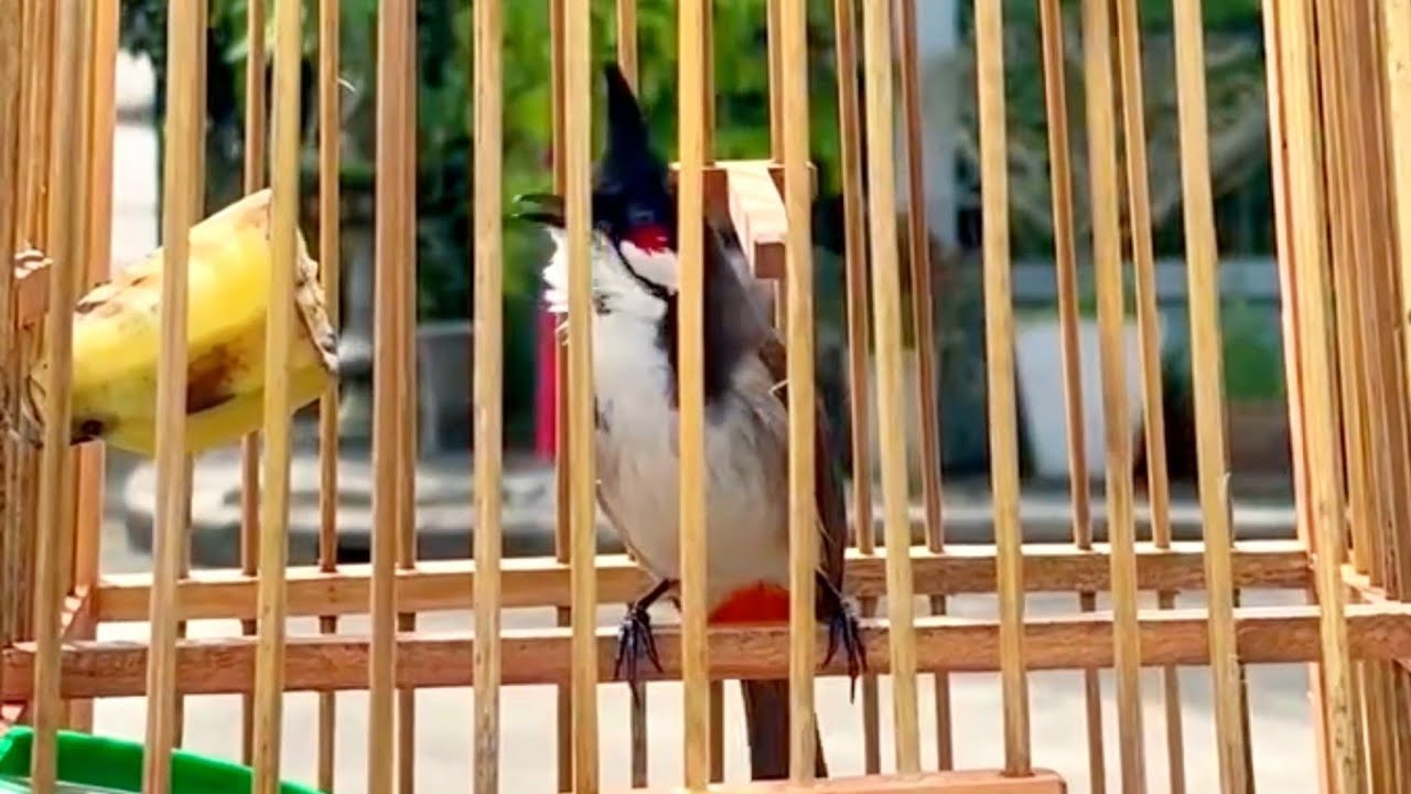 ลูกนกกรงหัวจุกป่าวัยหัดร้องเพลง เปิดยั้วนกคึก นกร้องตาม