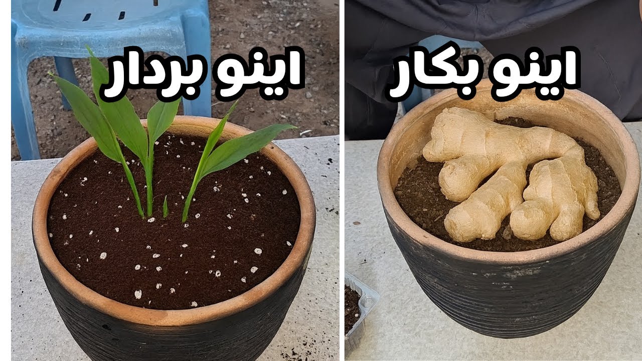 صفر تا صد کاشت زنجبیل در خانه تا برداشت.