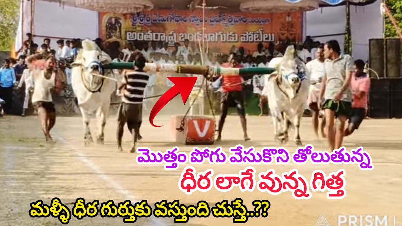 శ కిష్టారెడ్డి పేట చెలిమిల్ల న్యూ క్యాటగిరి 6వ జత.M రామాంజనేయులు -  చెర్లగార్లపాడు.