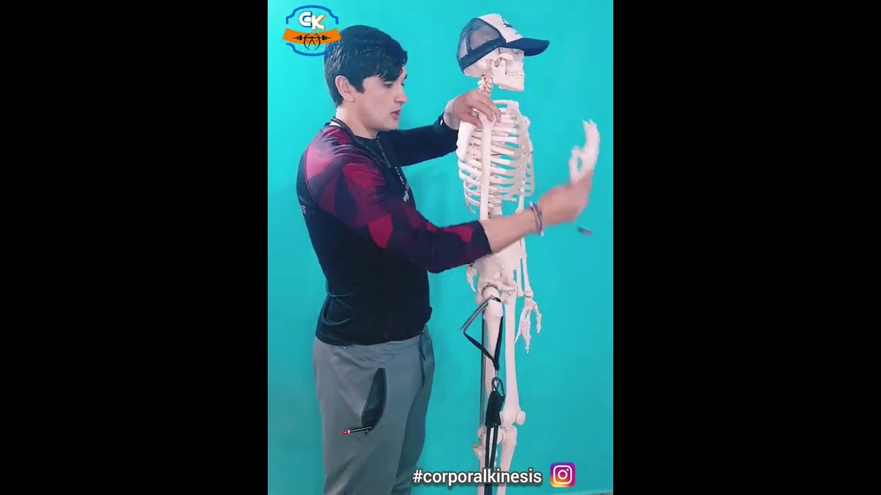 Biomecánica del Curl de bíceps