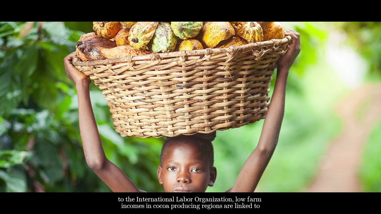 Cocoa Production & Fair Trade - A Short Documentary