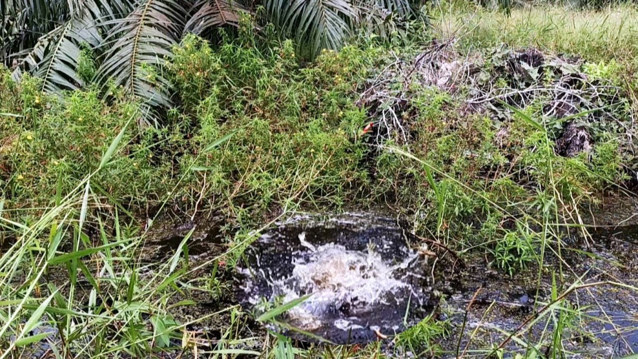 Rawa ini tempat berkumpul nya ikan purba#mancingliar 