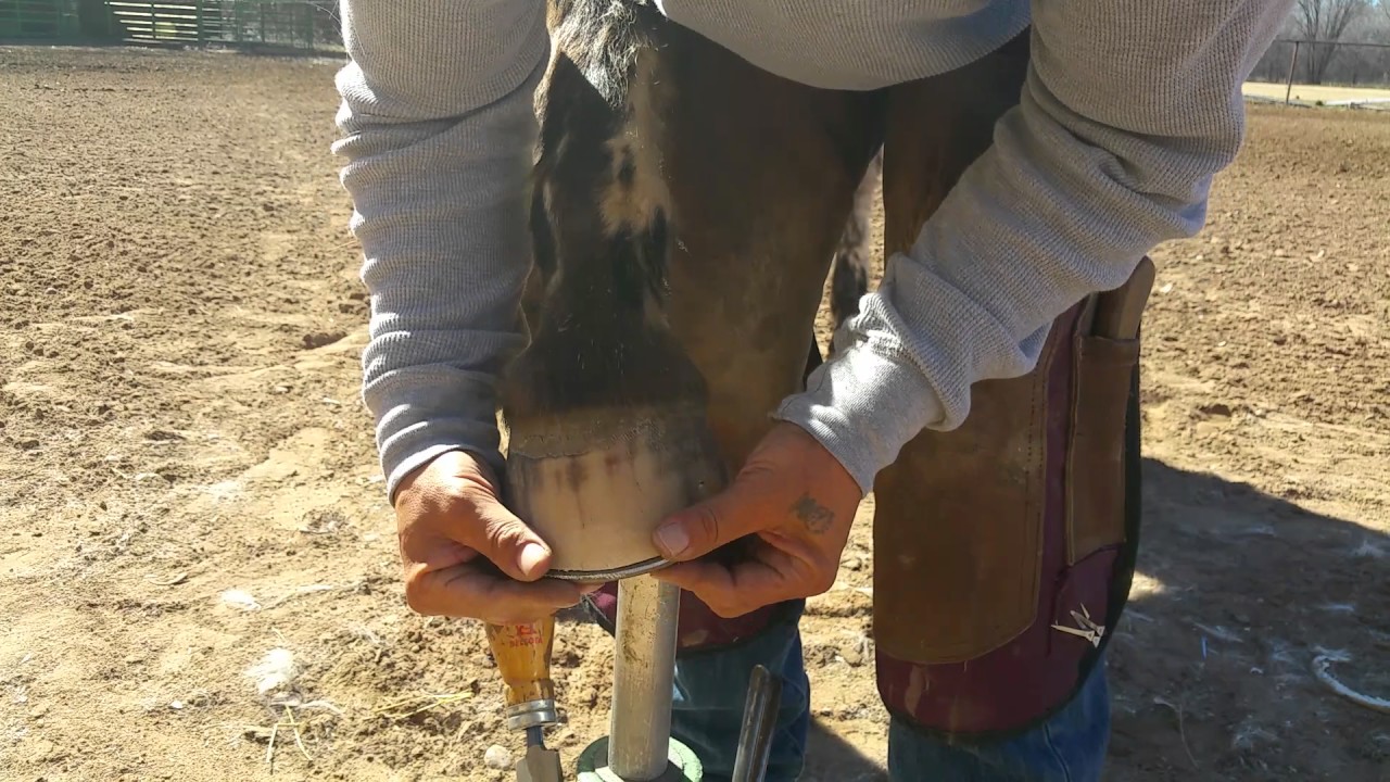 Shoeing a horse with Egg bar shoes