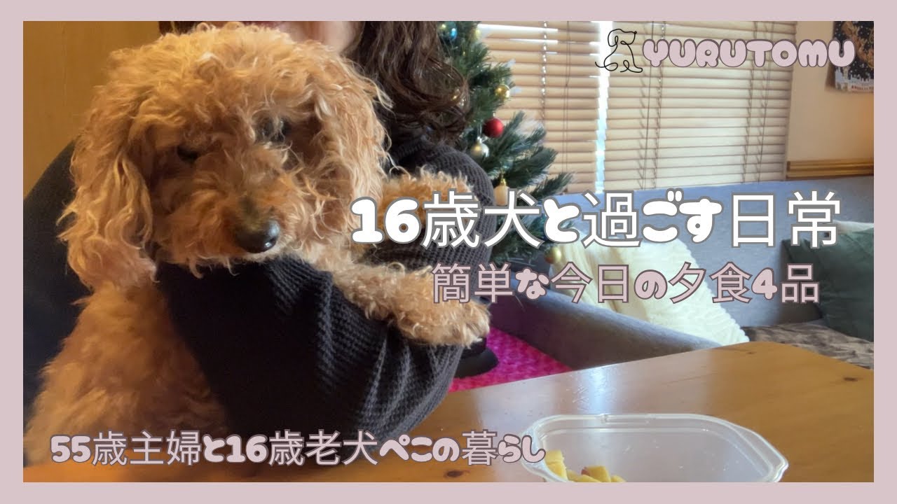【55歳主婦と老犬の暮らし】老犬ハウスの掃除｜下駄箱下収納箱の紹介｜簡単な夕食作り｜ぺことの心温まる時間