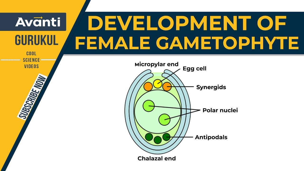 12B02 - Sexual Reproduction in Flowering Plants - Development of Female Gametophyte | Ovule