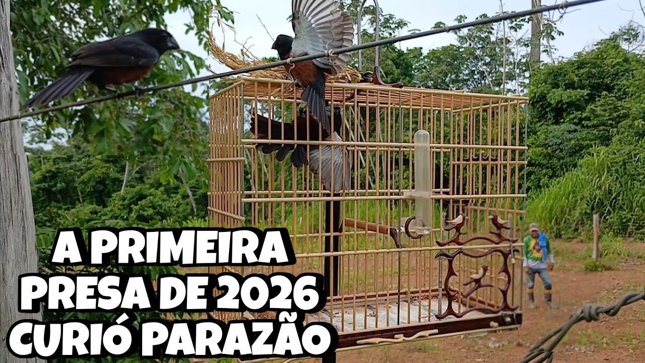 CURIÓ PARAZÃO NA PEGADA DE CURIÓ PRETO - 1° PEGADA NA TEMPORADA 2026..