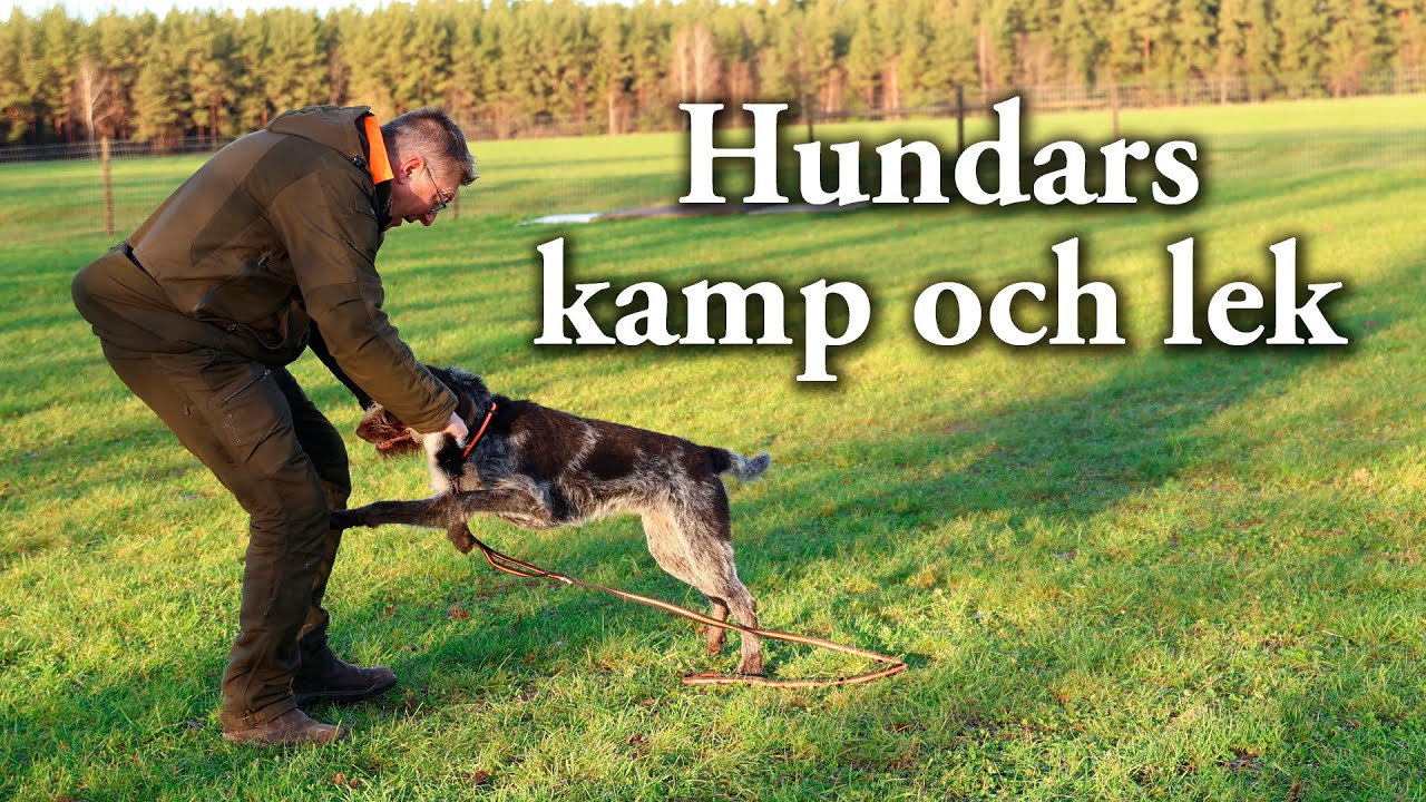 Hundskolan: Hundars kamp och lek