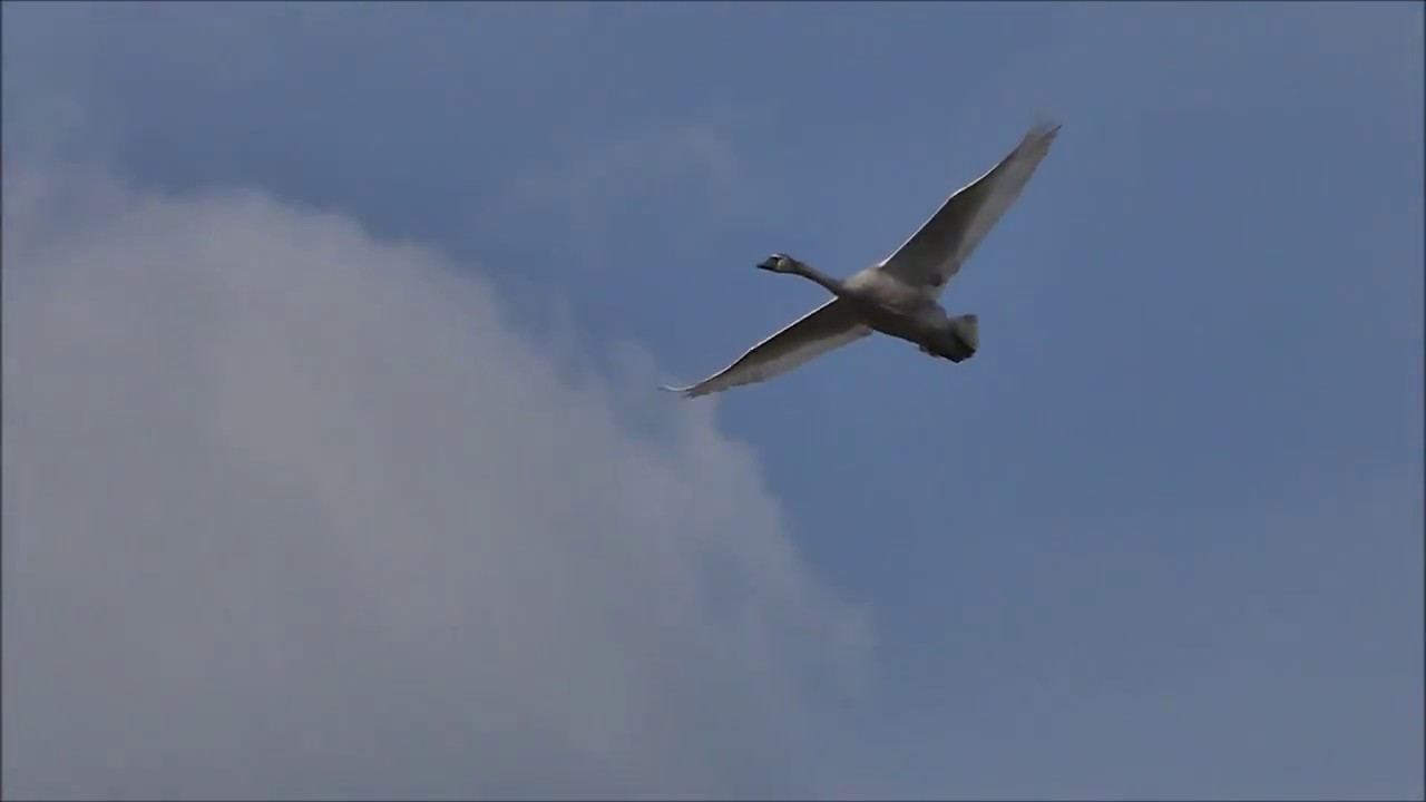 Panasonic Lumix DMC-TZ81 4K Test High Speed Video Rec