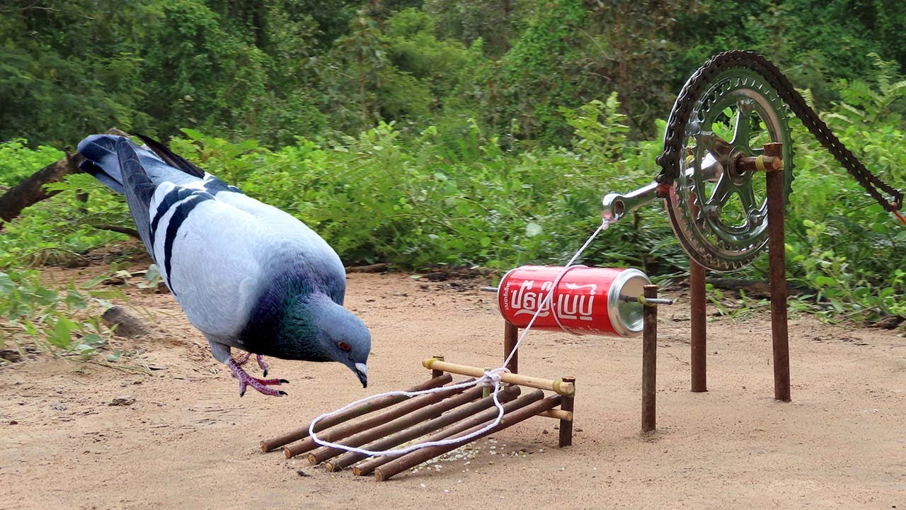 How To Set Up Pigeon Trap Using Bike Tools And Coca-Cola & Woods - Easy Technique Bird Trap