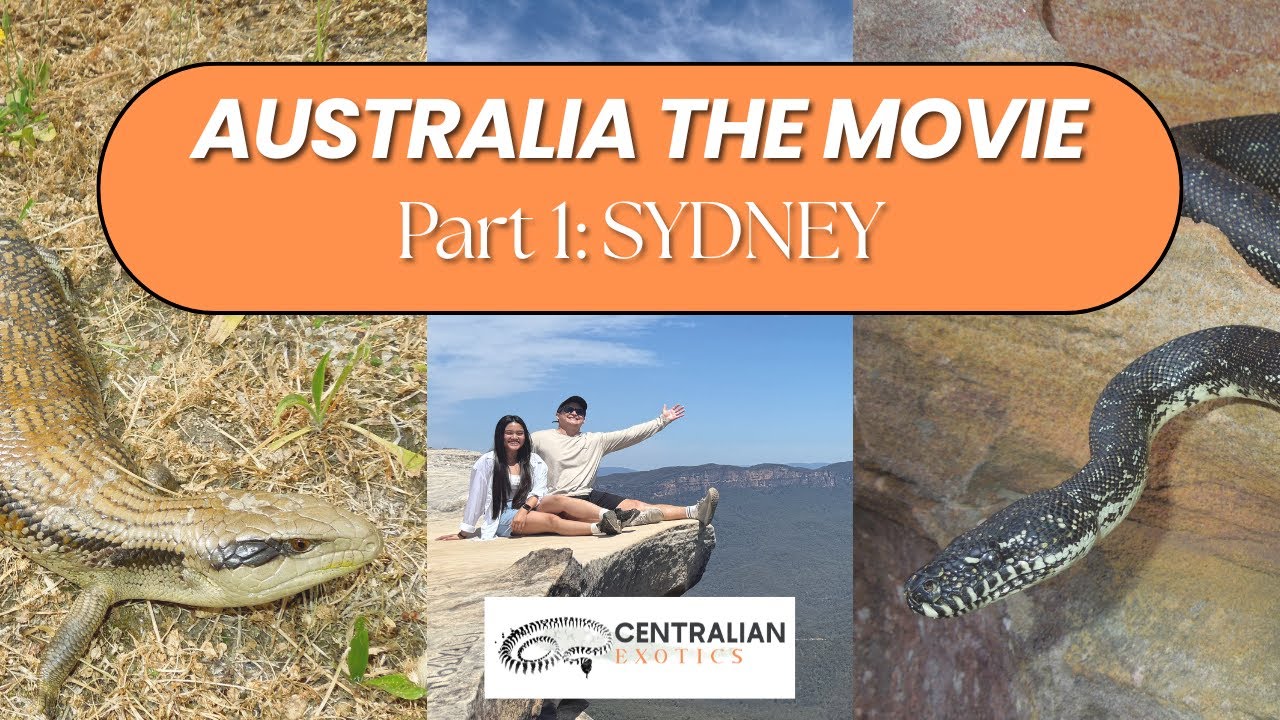 Finding a WILD DIAMOND PYTHON!! AUSTRALIA THE MOVIE  Part 1: SYDNEY