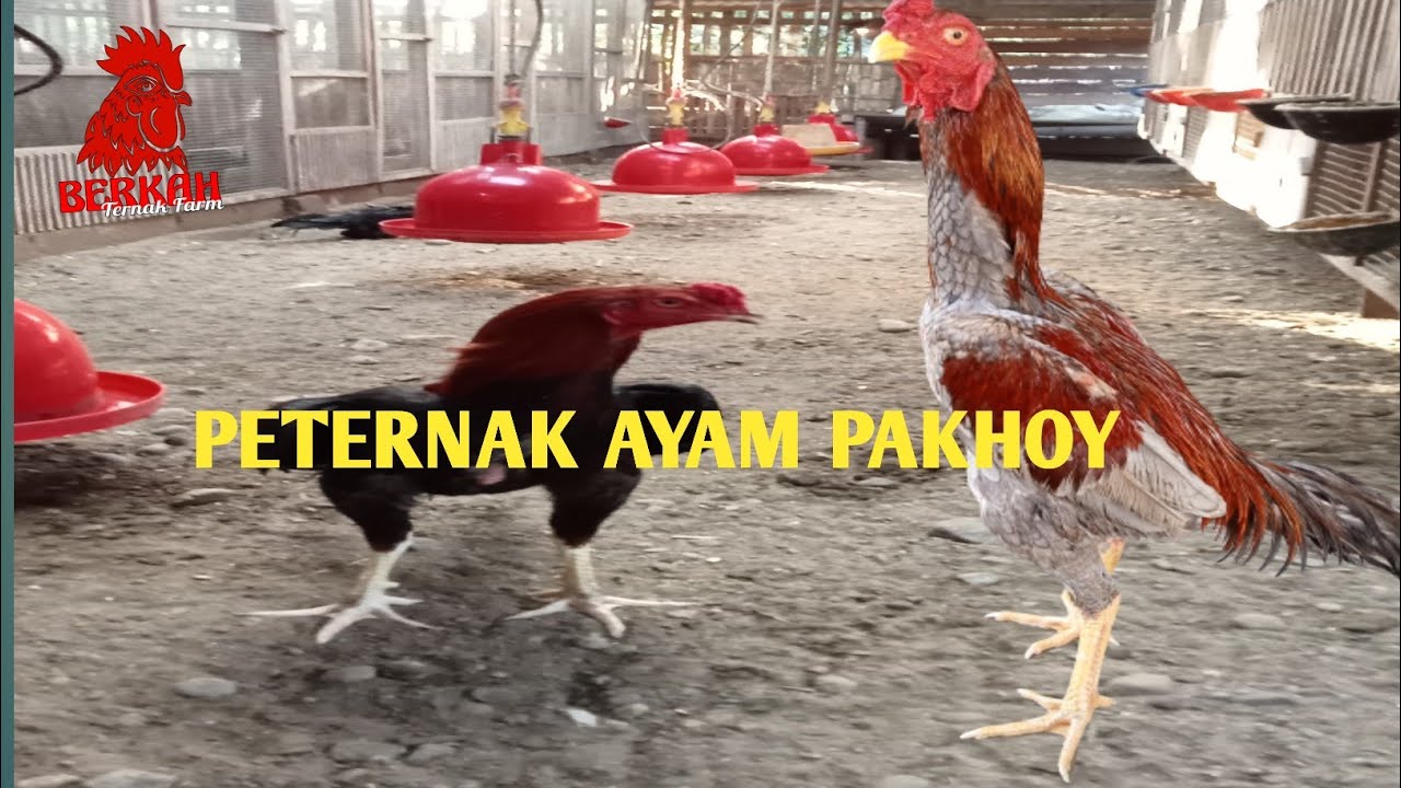 koleksi ayam pakhoy