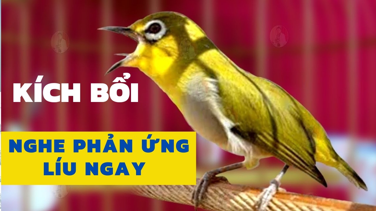 khuyên líu kích bổi | Khuyên Líu Hót Xung - Kích Bổi Nhanh Sổ Giọng và nhanh chóng phản ứng với nhau