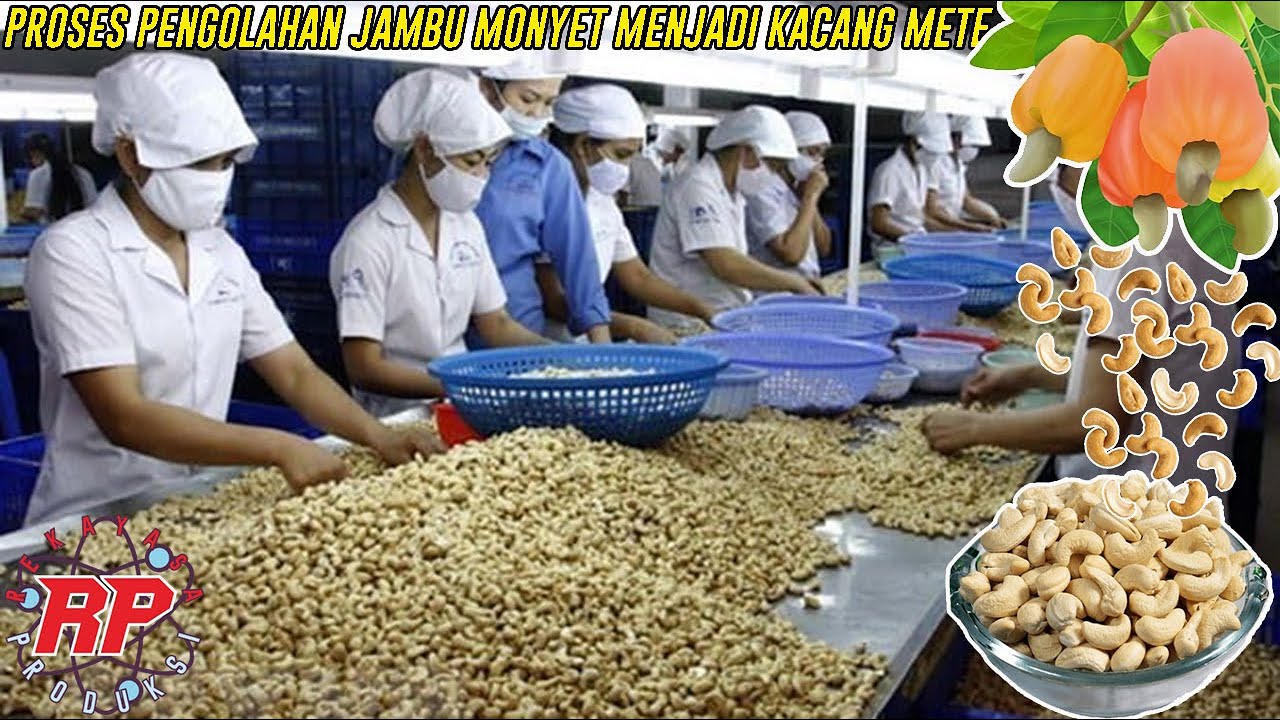 PANJANGNYA PROSES PENGOLAHAN KACANG METE | PROSES MENGUBAH KACANG BERACUN MENJADI MAKANAN MAHAL