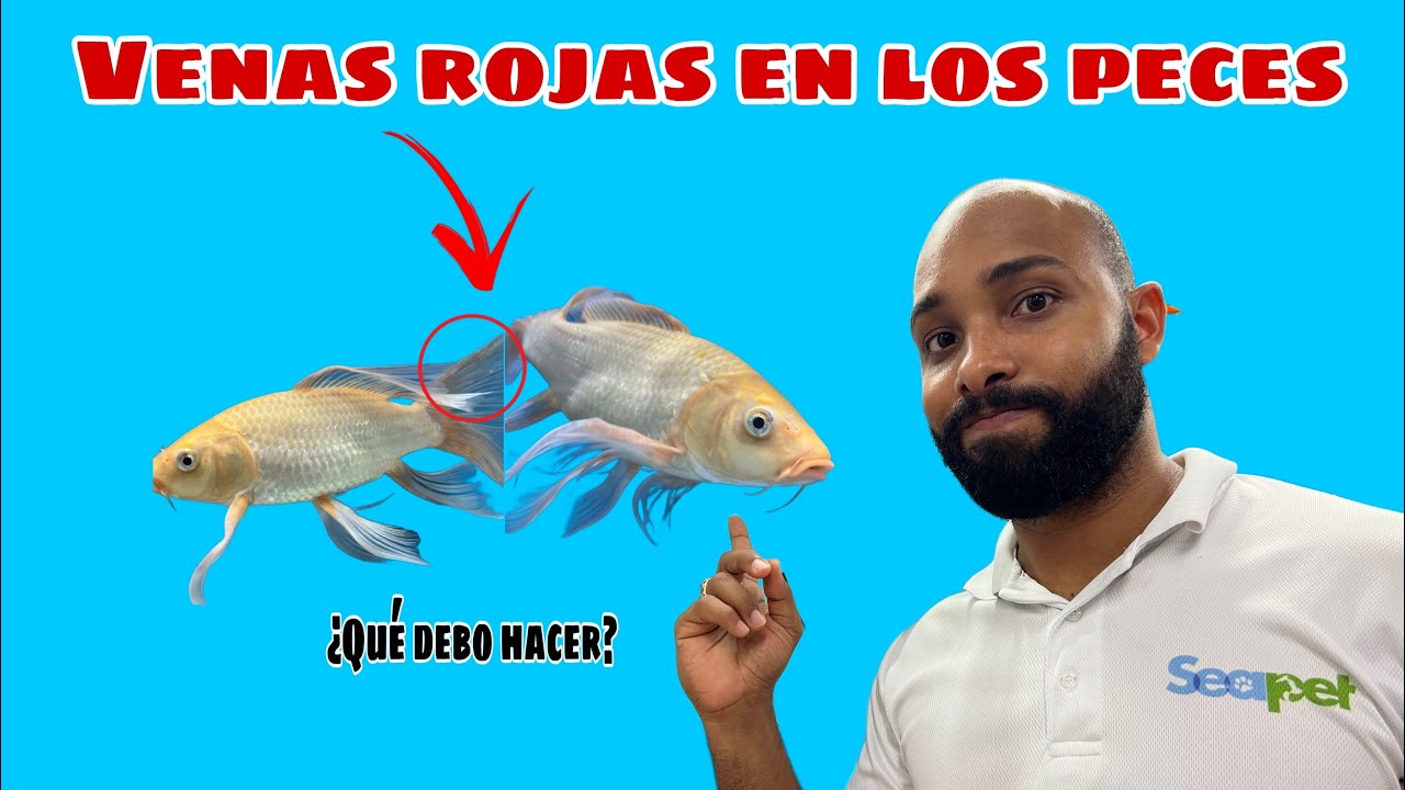 VENAS ROJAS EN LOS PECES