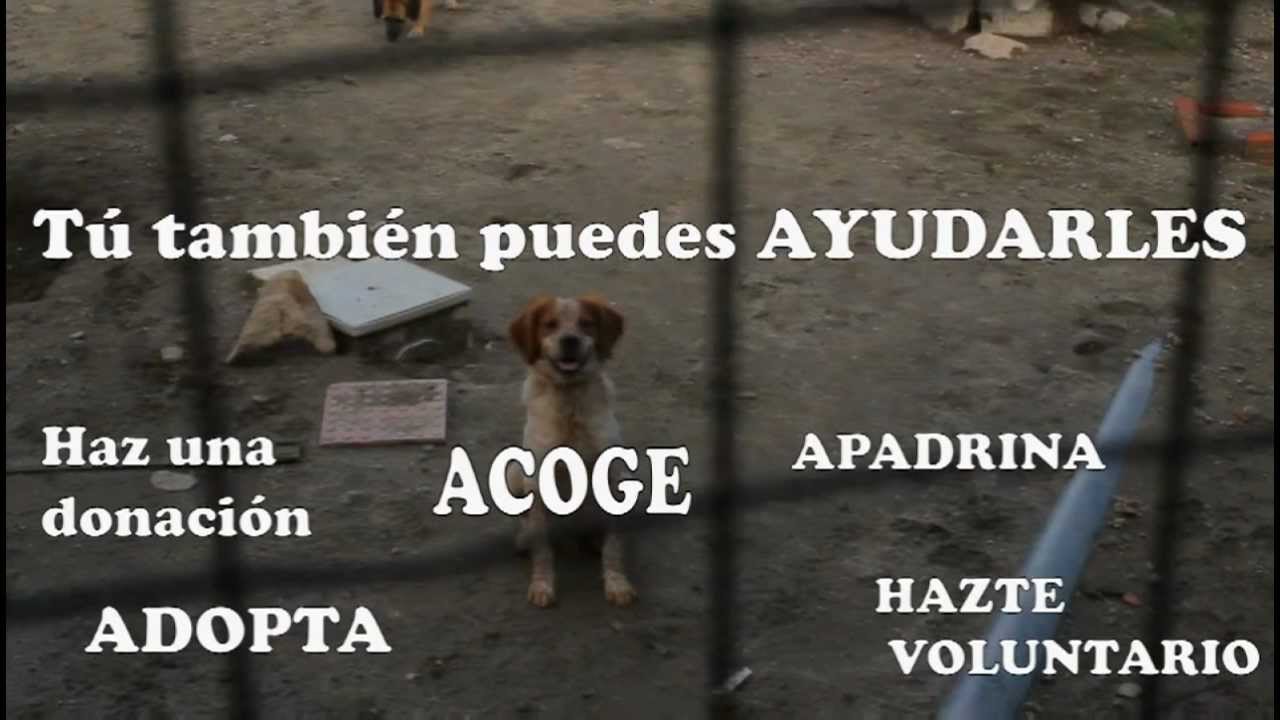 Situaci&oacute;n actual da protectora de animais Os Palleiros