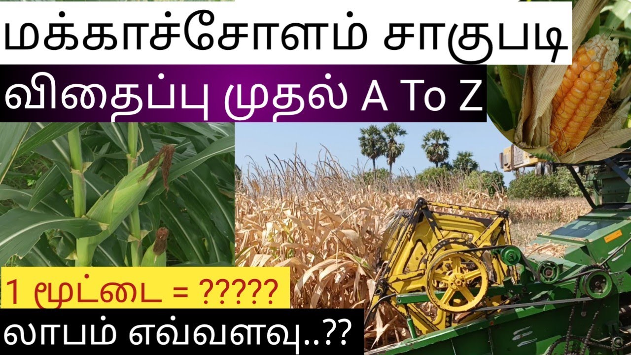 🌽மக்காச்சோளம் சாகுபடி | விதைப்பு முதல் அறுவடை வரை |  Makkasolam Sagupadi A To Z🌽 | AravindCK7 |Tamil
