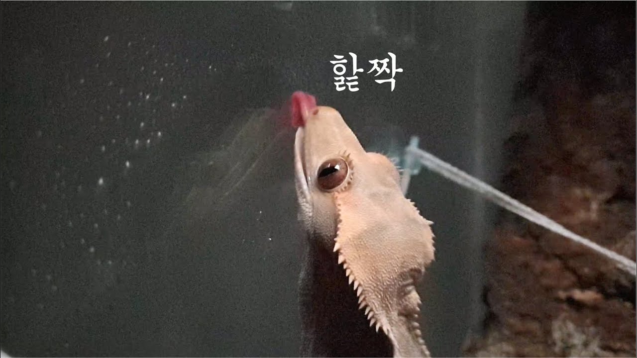 물먹는 도마뱀의 찰진 혓바닥