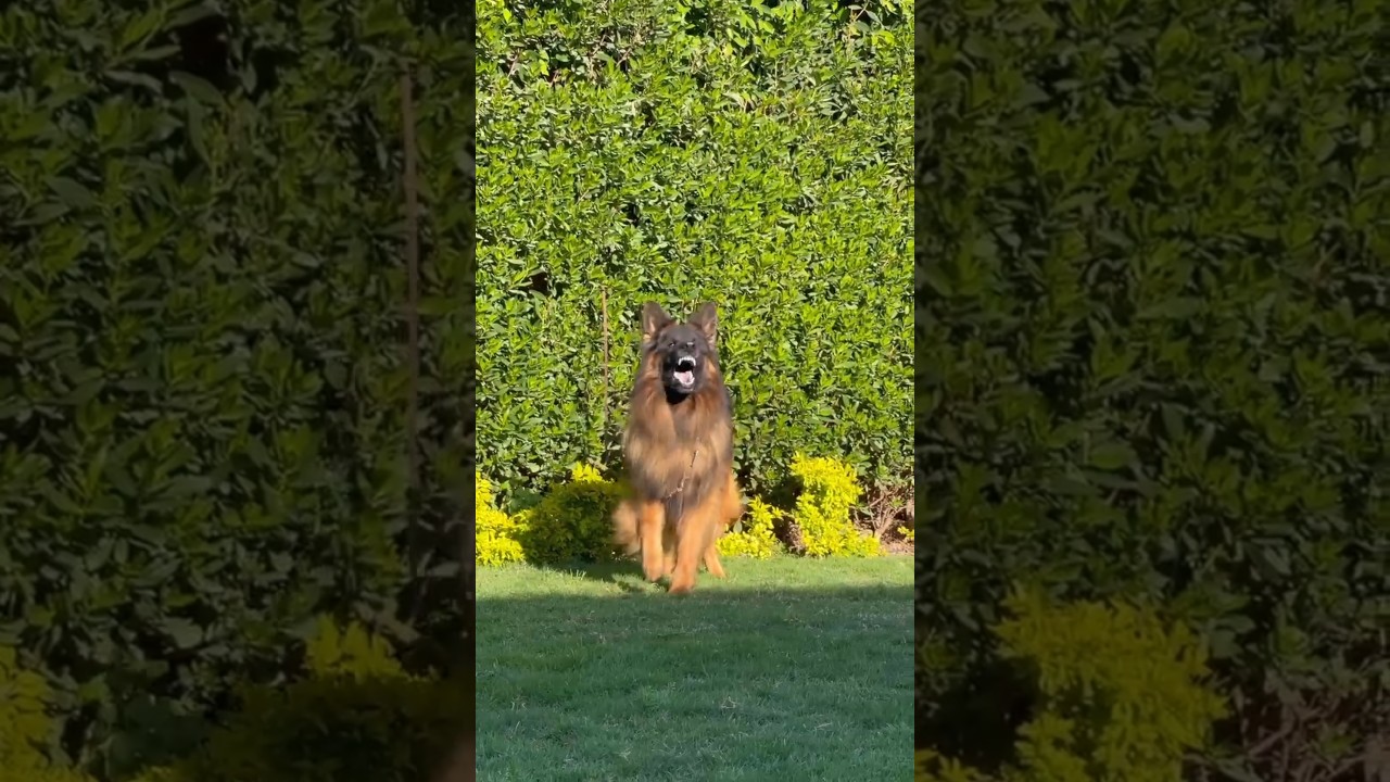 German shepherd dog BARKING  #barking #dog #gsd #GERMANSHEPHERD #shorts #shortsfeed #dogshorts #pet