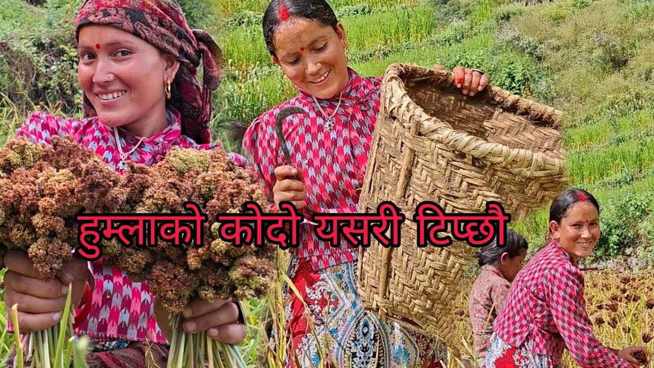 हुम्लाको कोदो यसरी टिप्दै Humlako kodoo yasri tipinxa🌺#humla 