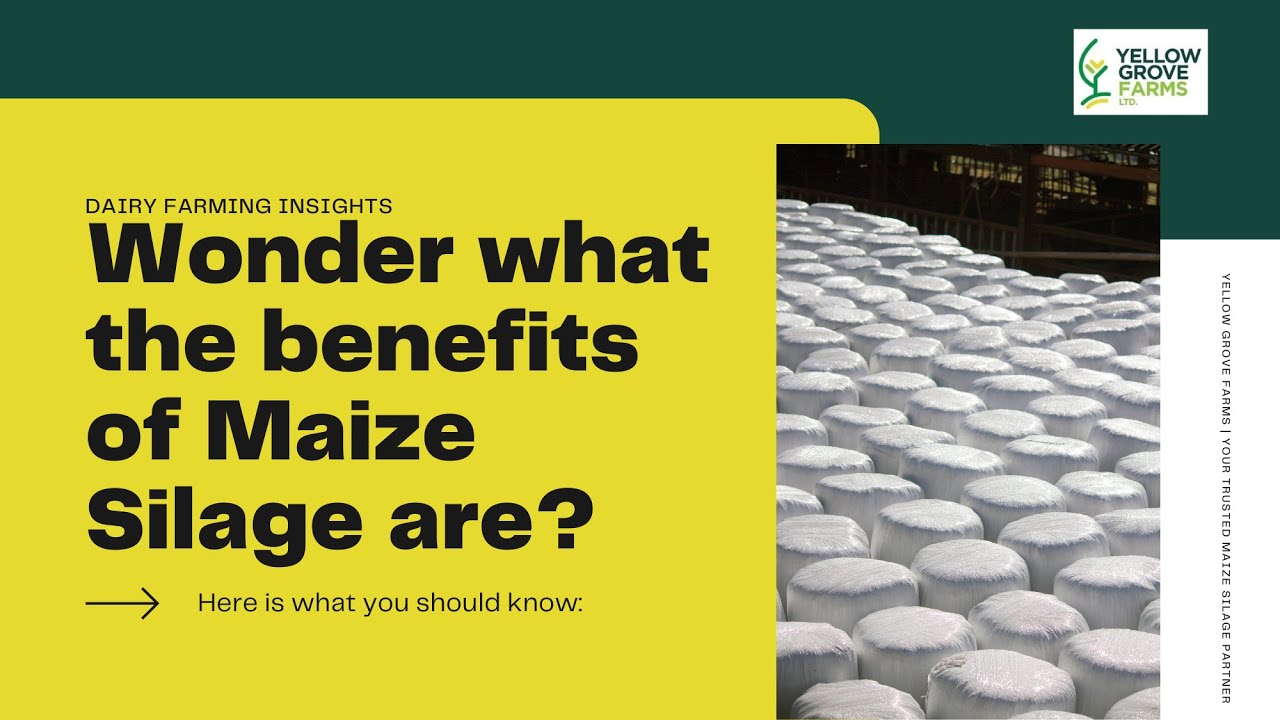 Benefits of Maize Silage | Yellow Grove Farms