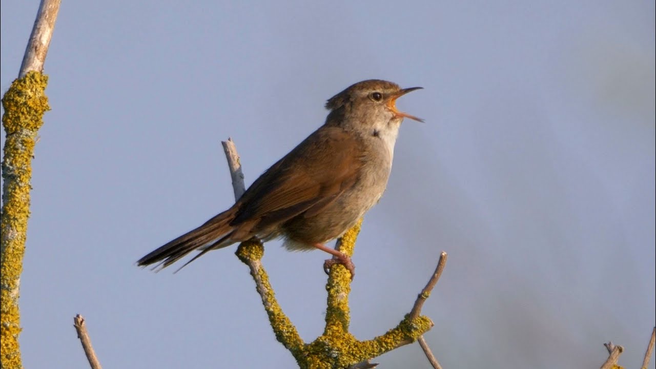 Cetti's Warbler Singing.