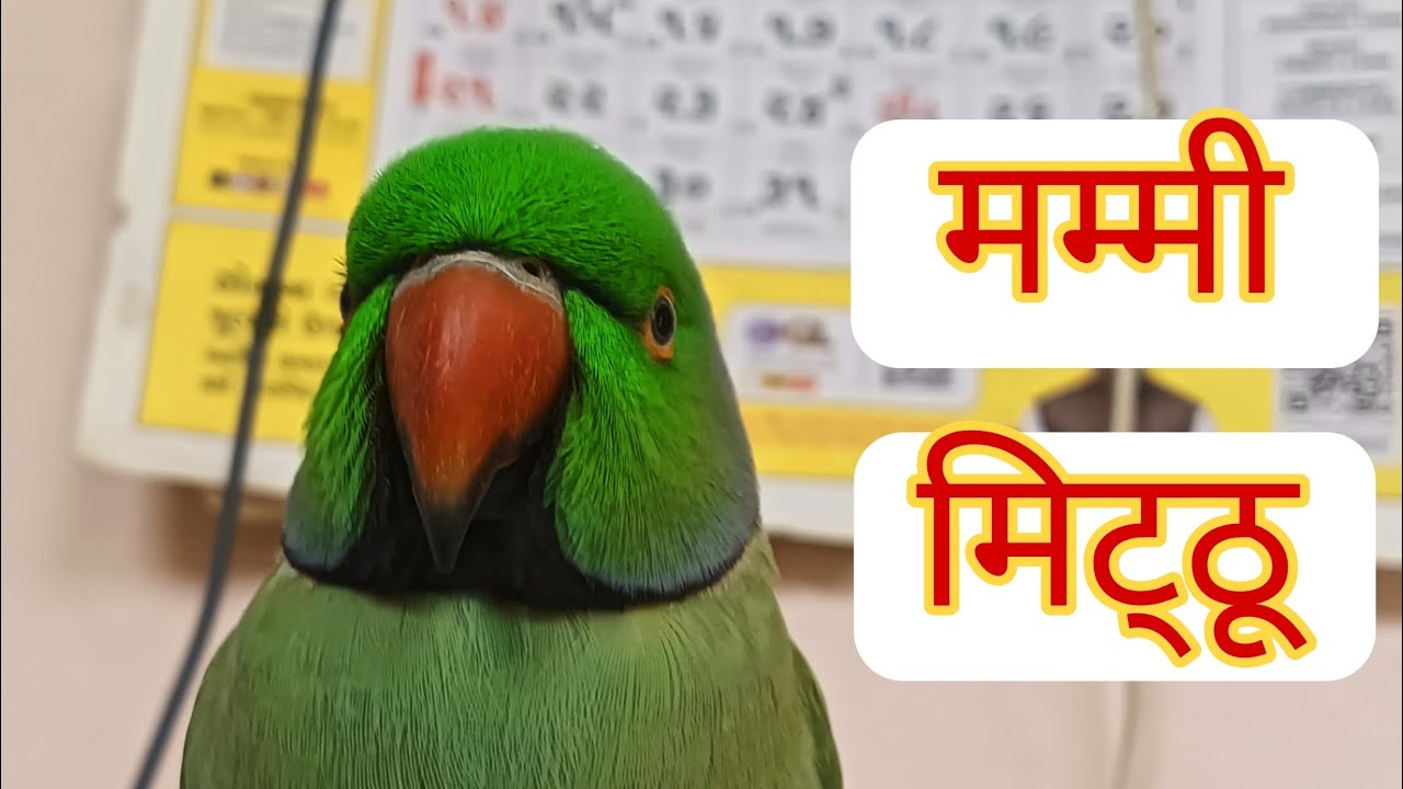 Mummy bolne wala tota || Talking Parrot || Mitthu Mitthu || 🦜😘