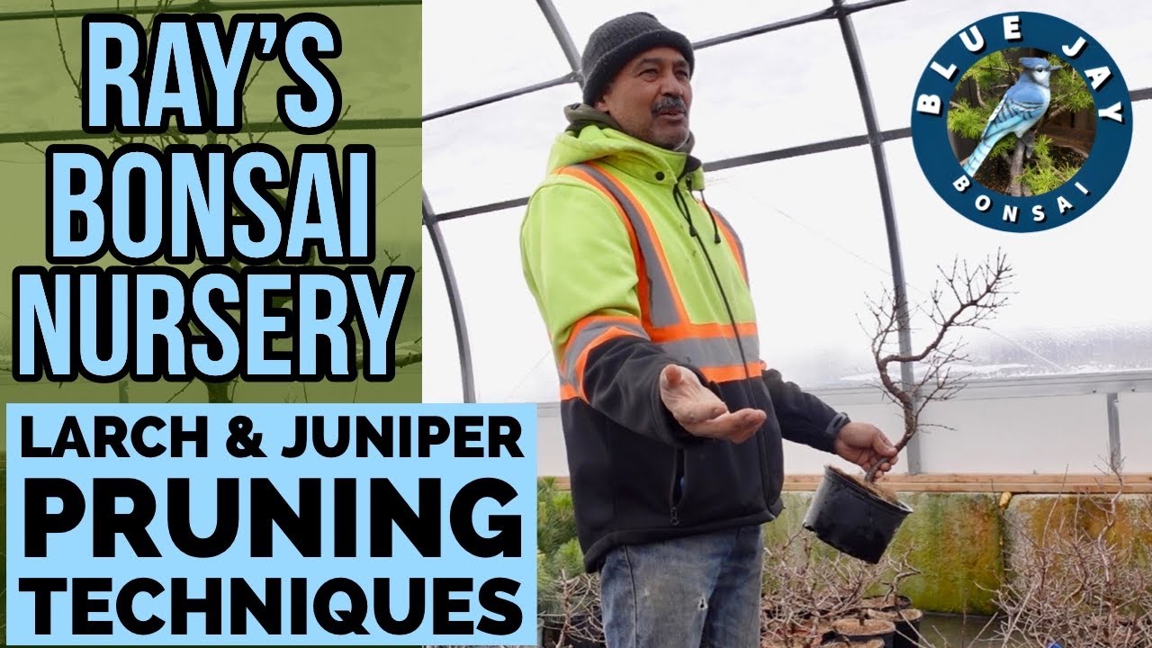 Learning Larch & Juniper Pruning Techniques @ Ray's Bonsai Nursery