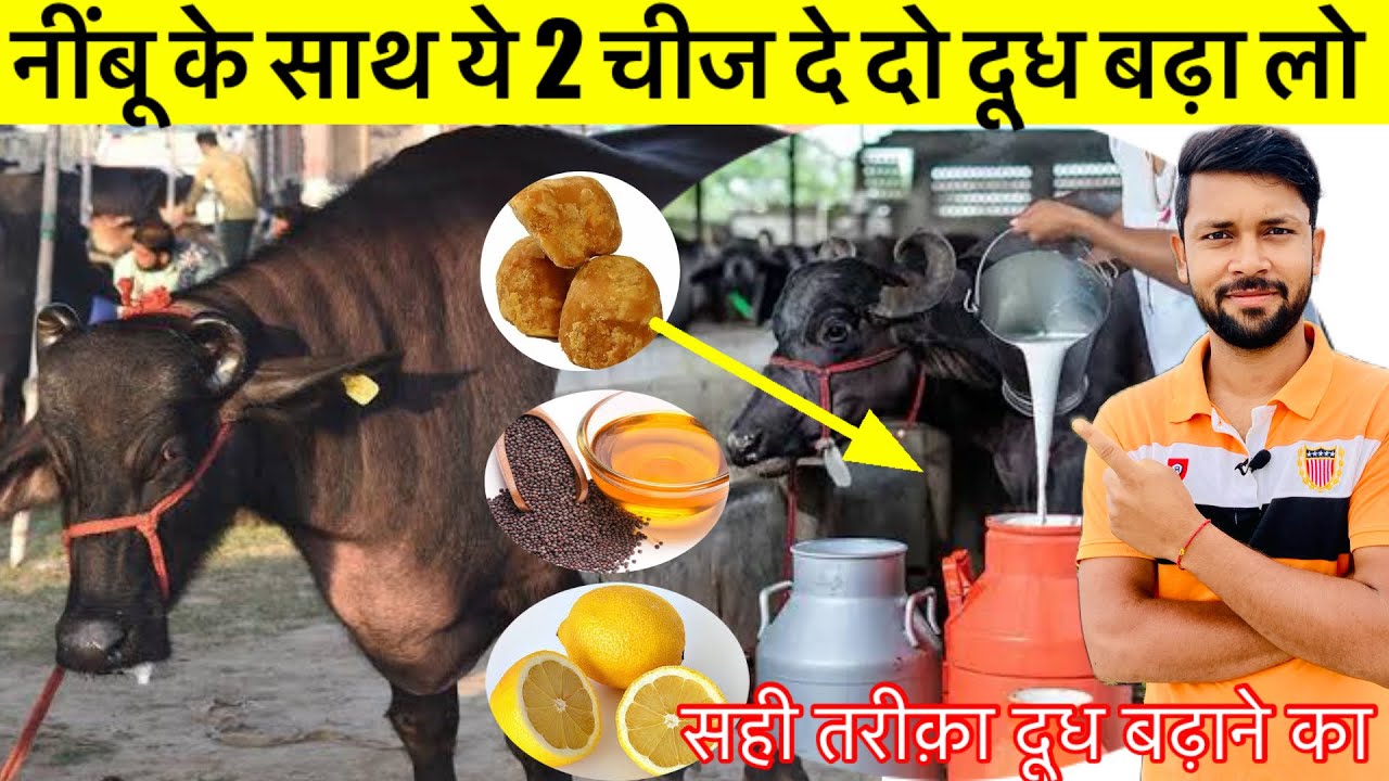 नींबू के साथ ये दे दो 5 से 7 लीटर दूध बढ़ा लो॥How to increase fat in milk of cow and buffalo