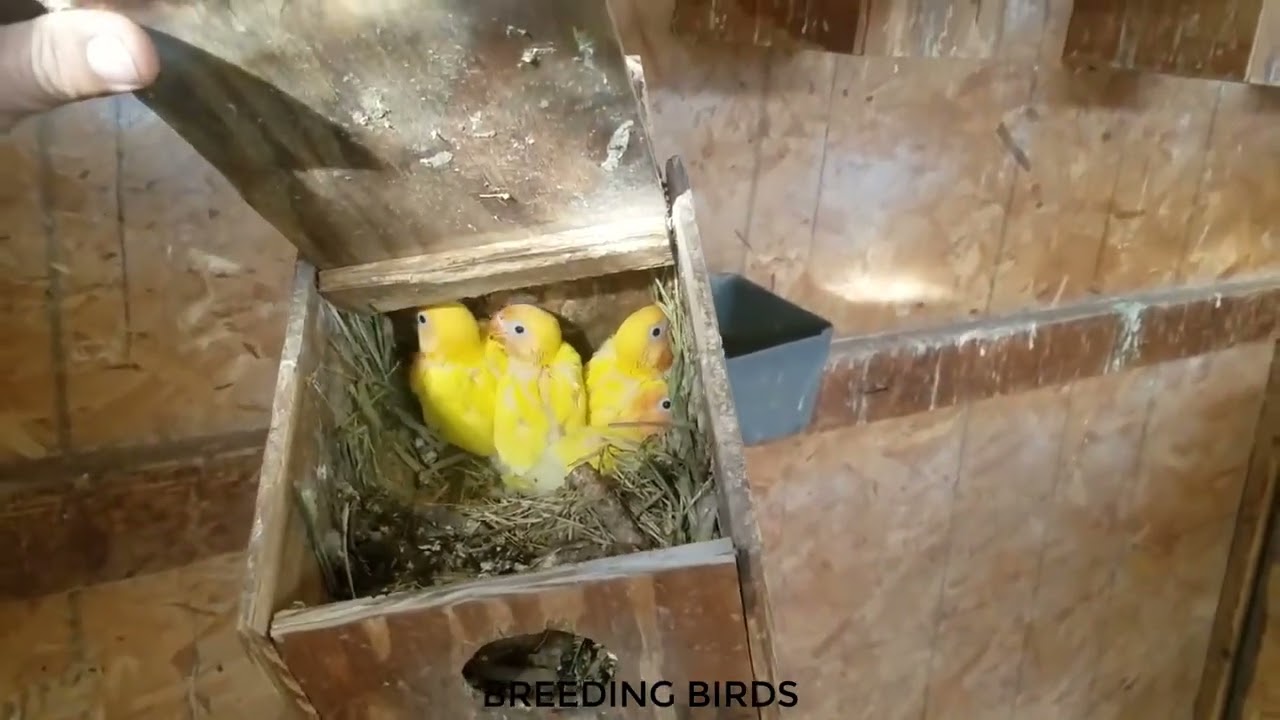 Lovebirds breeding farm