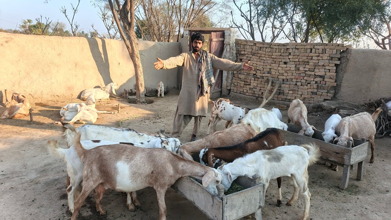 Roza ki halat mein Subah Subah Mal maveshiyon ki dekhbhal karna Kitna Mushkil hoti hai🐂🐄🐂🐃