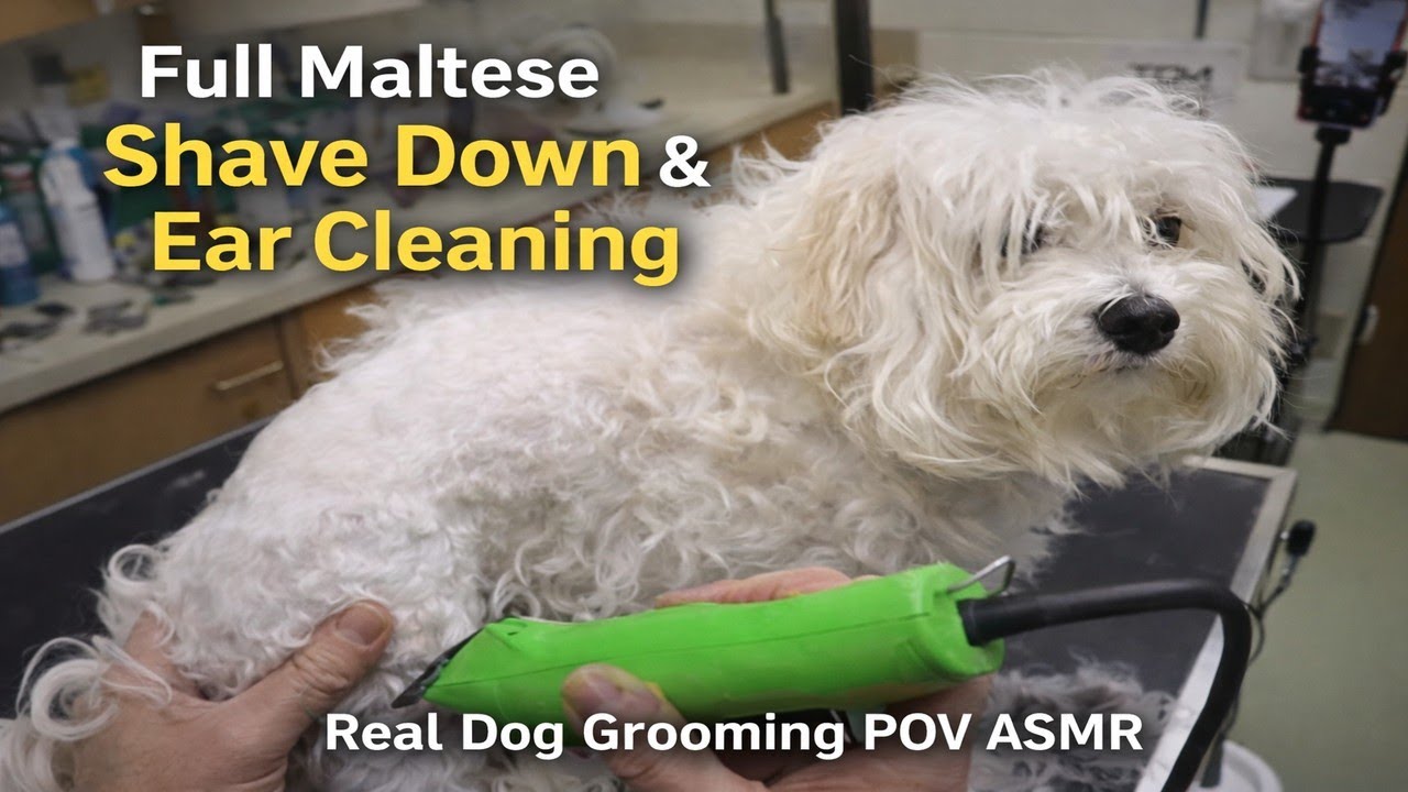 Full Maltese Shave Down & Ear Cleaning | Real Dog Grooming POV ASMR