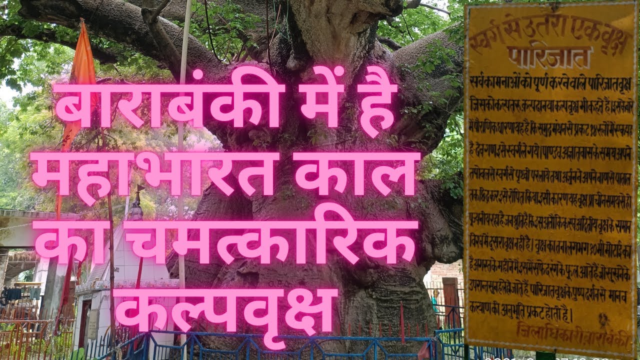 #बाराबंकी में है #महाभारत काल का चमत्कारिक #कल्पवृक्ष