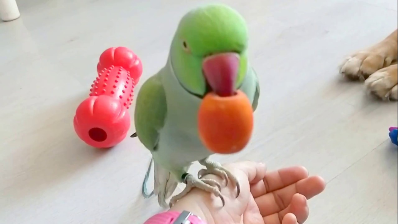 Tommy, het kraaltje en de boef Jessie / Tommy and the bead thief